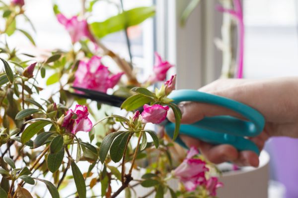 Azalea Pruning in Stamford