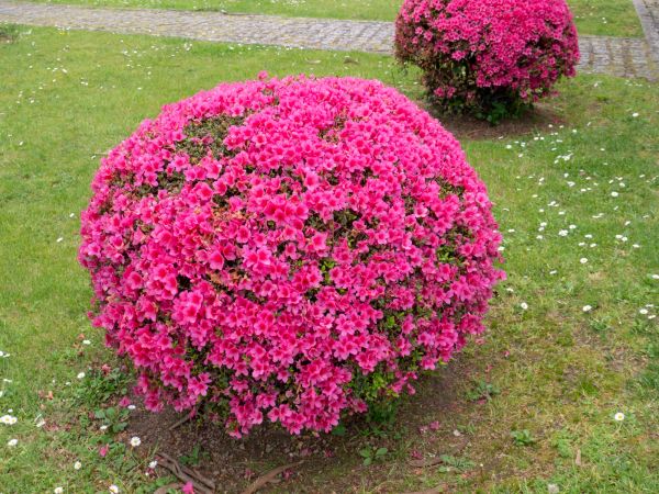 Cost of Rhododendron Pruning in Stamford
