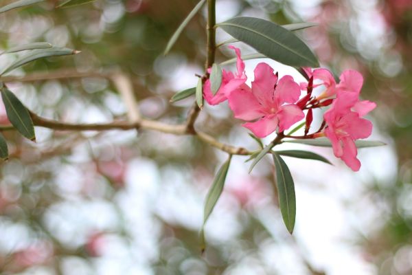 Cost of Oleander Removal in Stamford