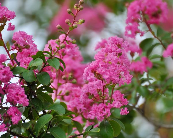 Cost of Crepe Myrtle Removal in Stamford