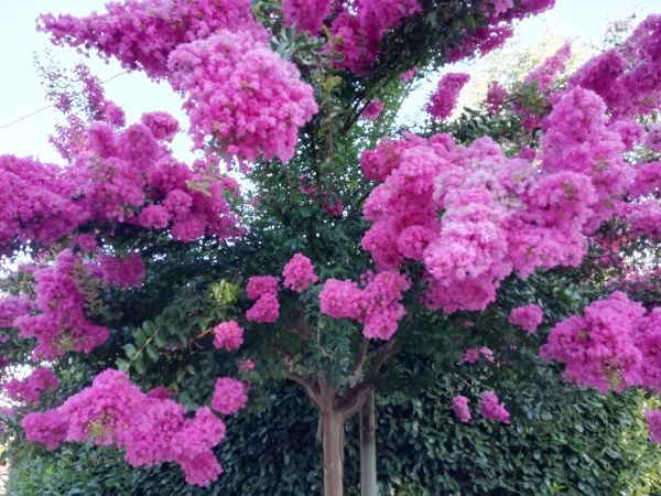 Cost of Crape Myrtle Pruning in Stamford