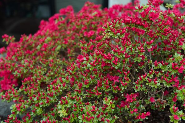 Cost of Weigela Removal Service in Stamford