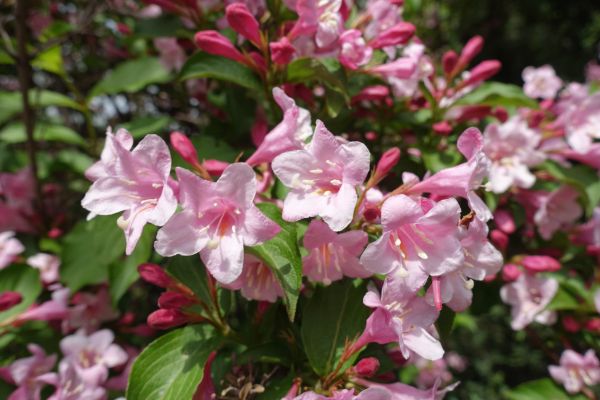 Cost of Weigela Pruning Service in Stamford