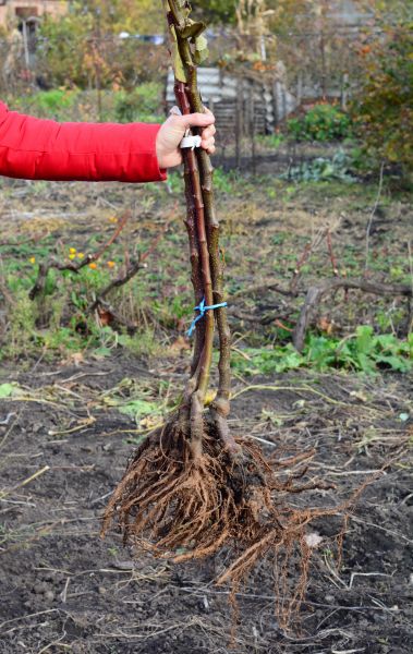 Cost of Shrub Root Removal in Stamford