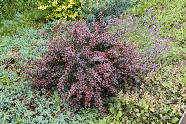 Cost of Japanese Barberry Removal in Stamford