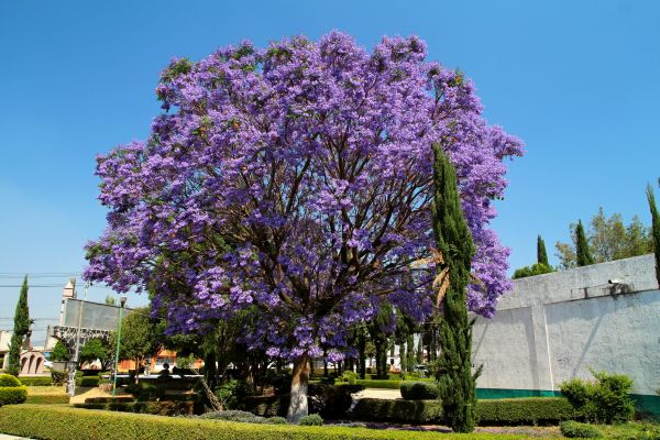 Cost of Jacaranda Pruning in Stamford