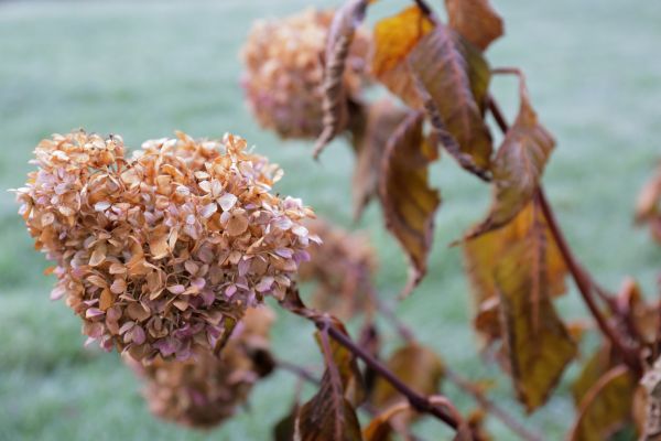Cost of Hydrangea Removal in Stamford