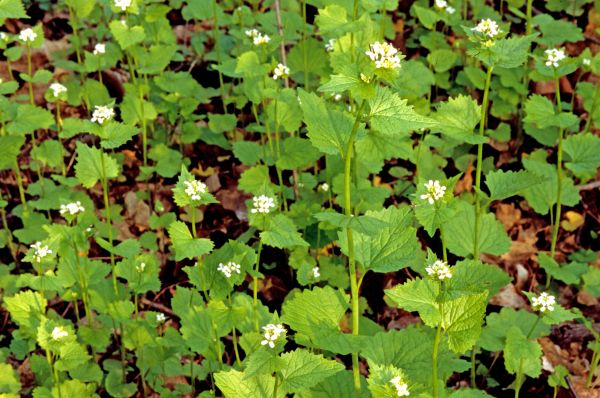 Cost of Garlic Mustard Removal in Stamford