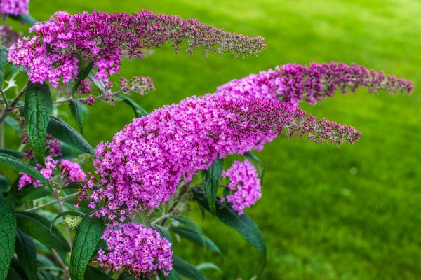 Cost of Butterfly Bush Removal in Stamford