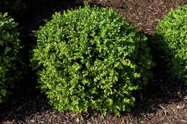 Cost of Boxwood Removal in Stamford
