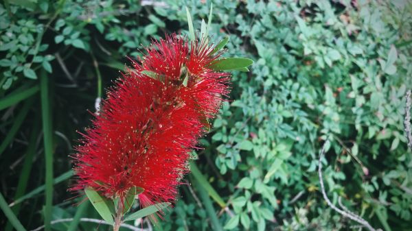 Cost of Bottlebrush Pruning in Stamford