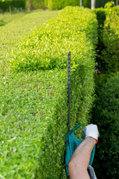 Hedge Trimming in Stamford