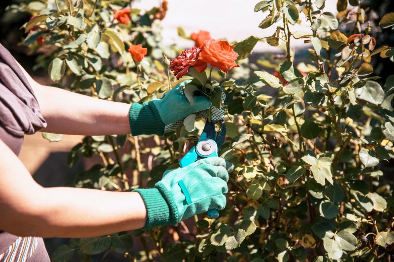 Weigela Pruning Service